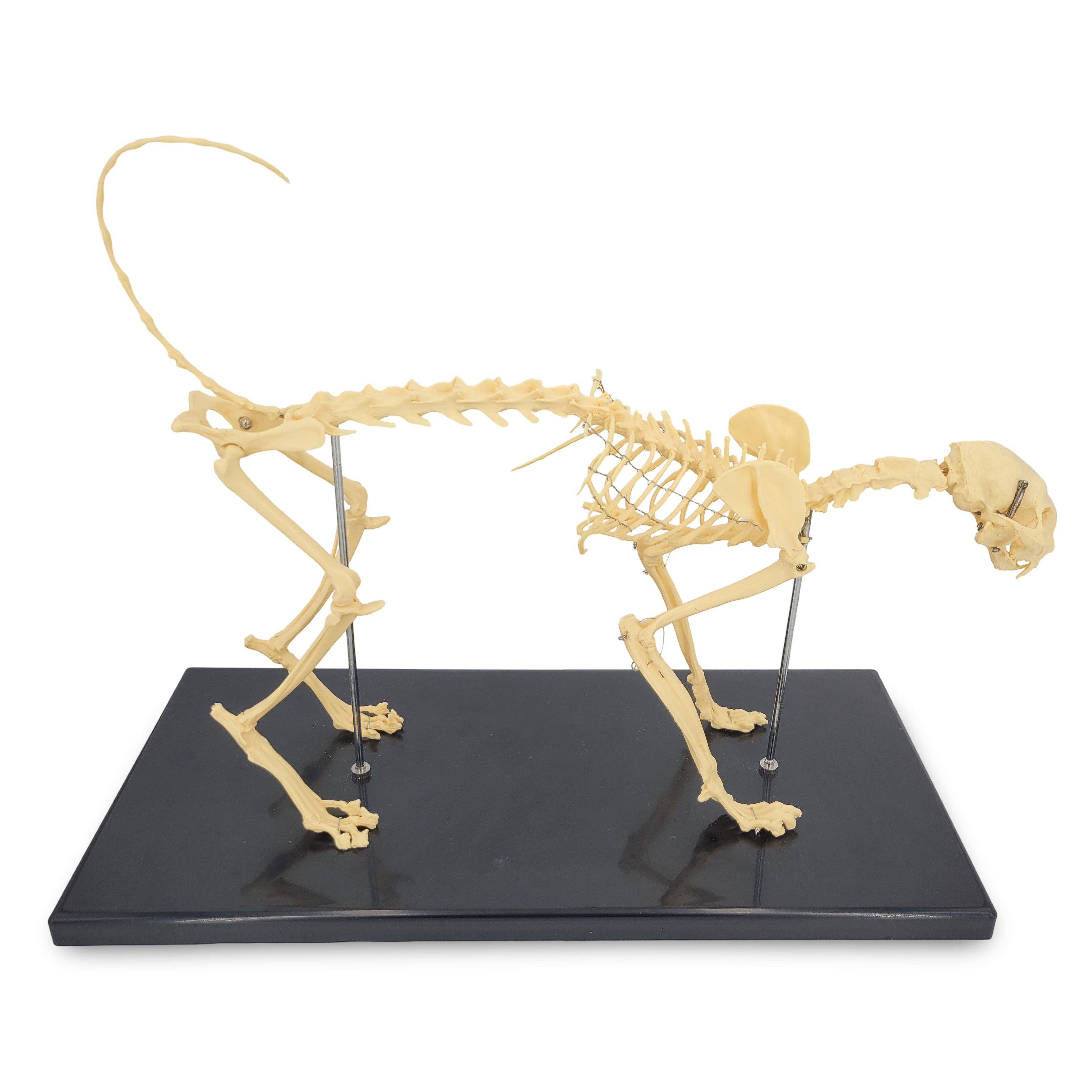Cranstein Scientific Dekoobjekt Katzenskelett Anatomie Modell Länge ca 60cm Ganzkörper auf Stativ