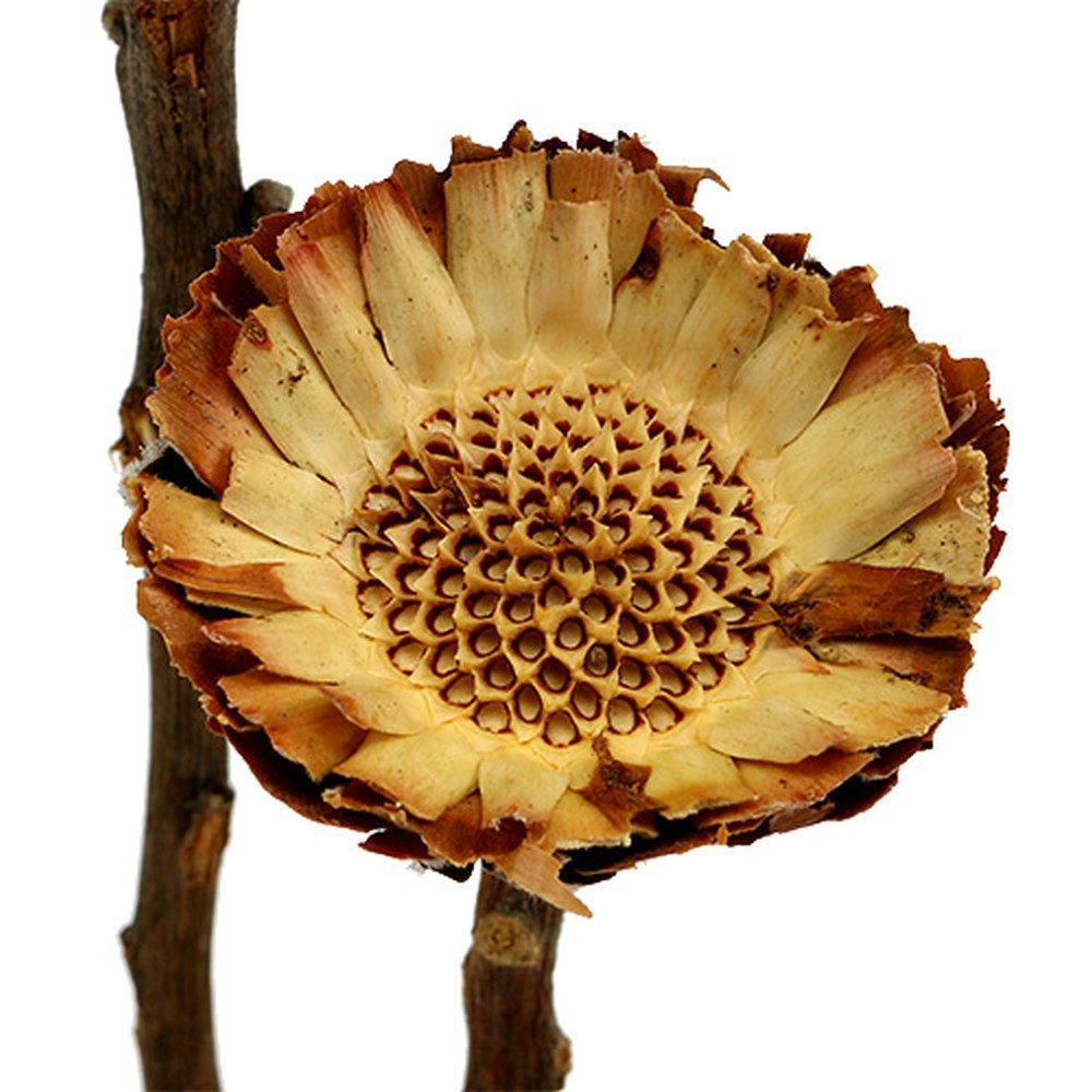 Trockenblume 50 St. Compacta Rosette Hell - Elegante Trockenblumen Deko für, 50 St, Florists Products, Höhe 6 cm