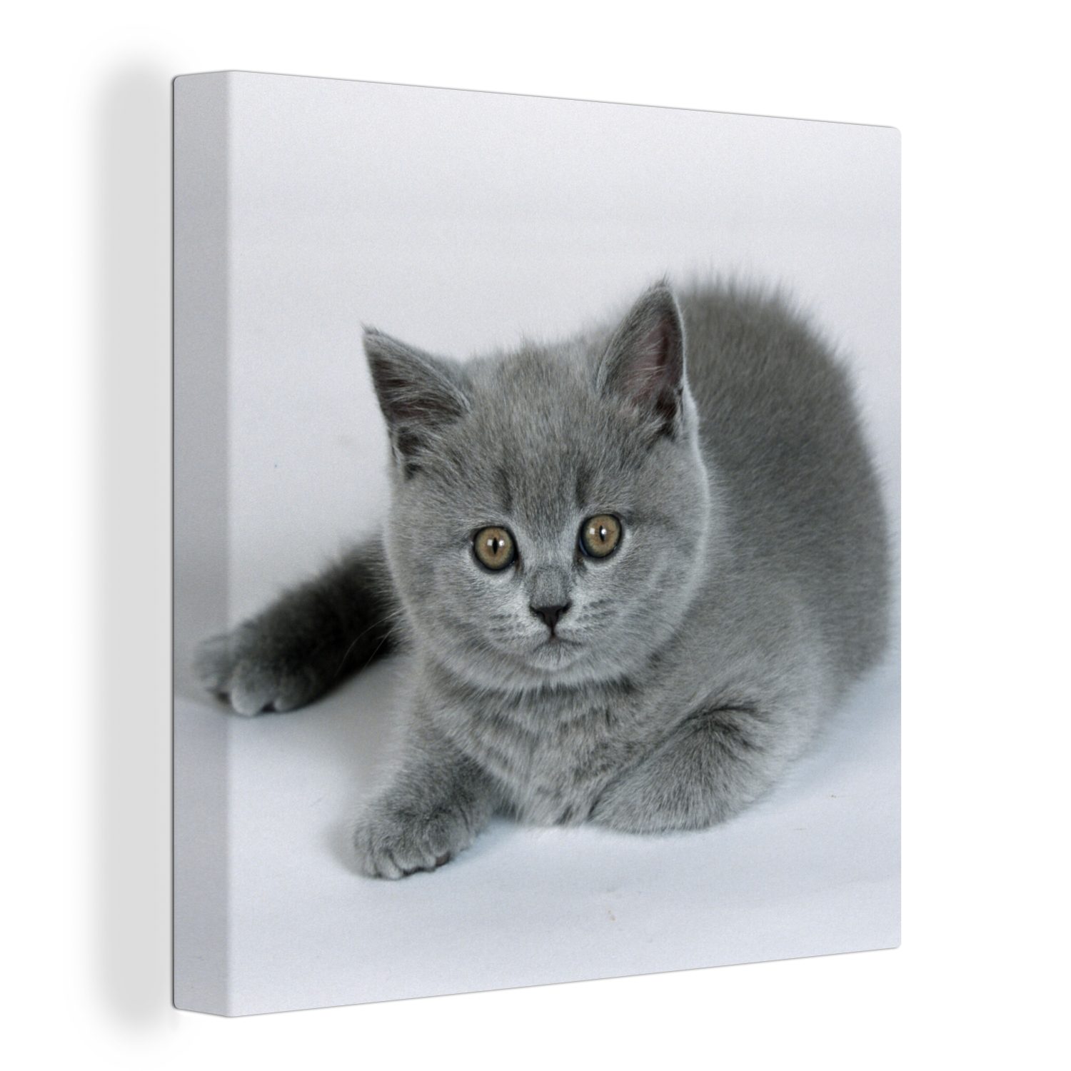 OneMillionCanvasses® Leinwandbild Anzeige eines wunderschönen Britisch-Kurzhaar-Kätzchens, (1 St), Leinwand Bilder für Wohnzimmer Schlafzimmer