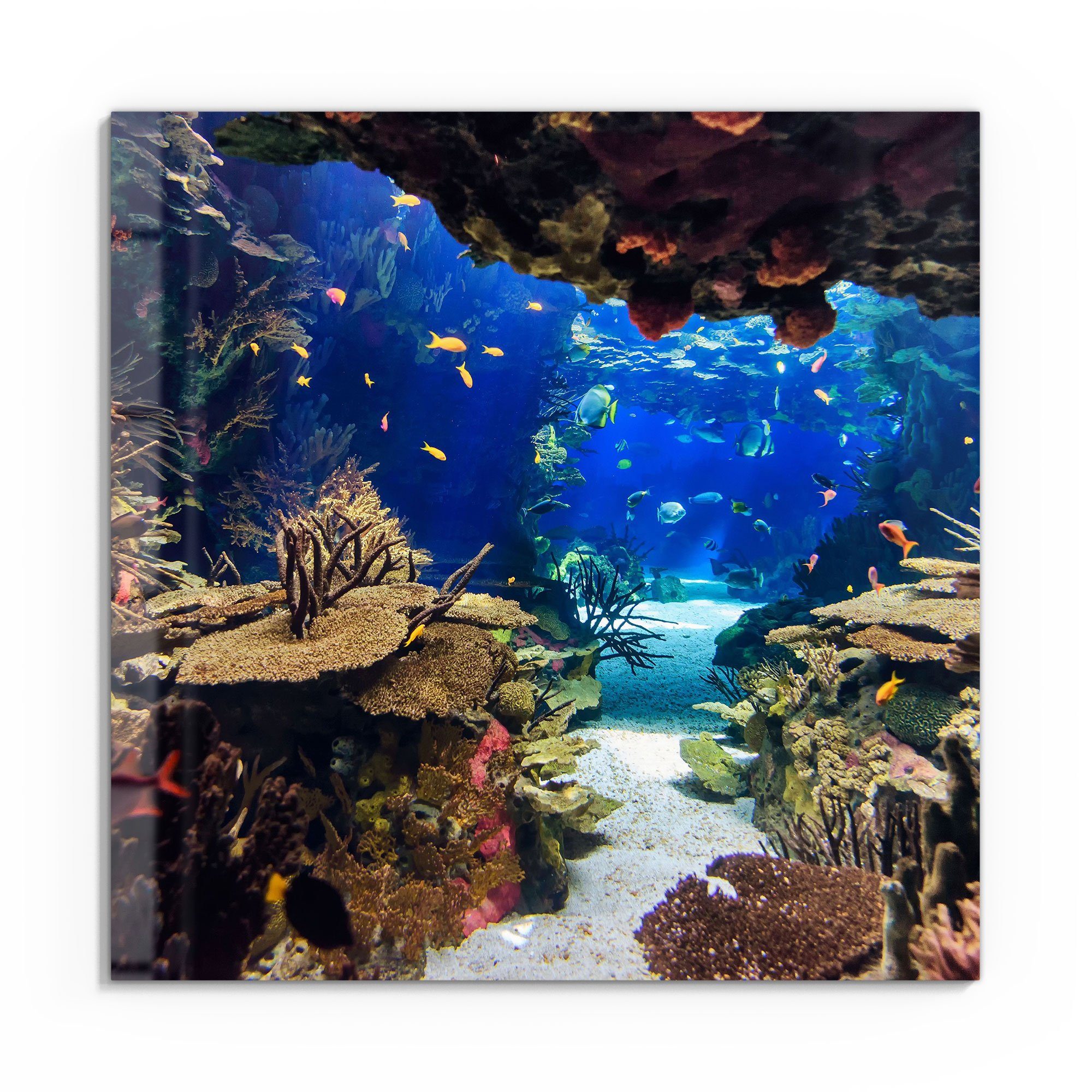 DEQORI Glasbild 'Exotisches Aquarium', 'Exotisches Aquarium', günstig online kaufen