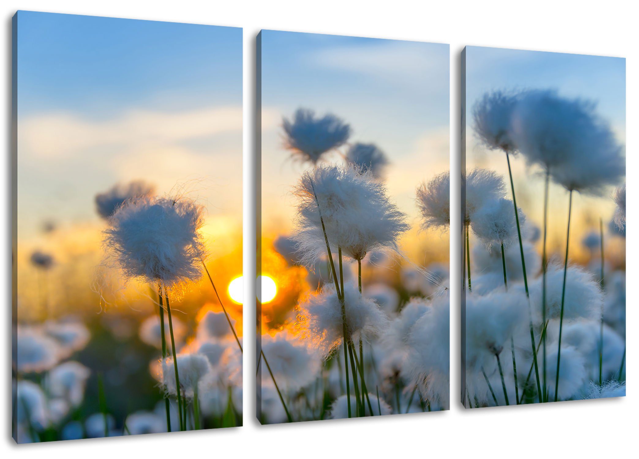 (120x80cm) fertig inkl. Leinwandbild bespannt, Sonnenuntergang 3Teiler Baumwollblüten im St), Pixxprint Baumwollblüten im Sonnenuntergang, Leinwandbild (1 Zackenaufhänger