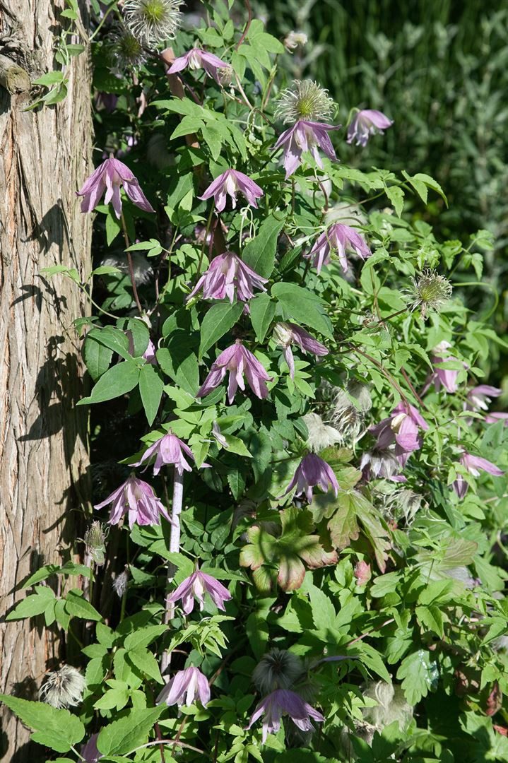 Pflanzen für Dich Kletterpflanze Clematis Country Rose, 1 St., Clematis Country Rose, rosa Blüten, kletternd