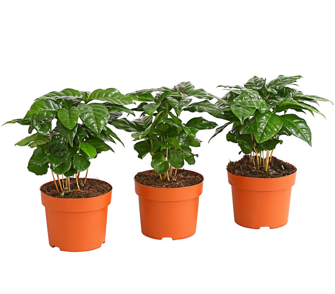compo grow COMPO® | Grow Blüte main image 0