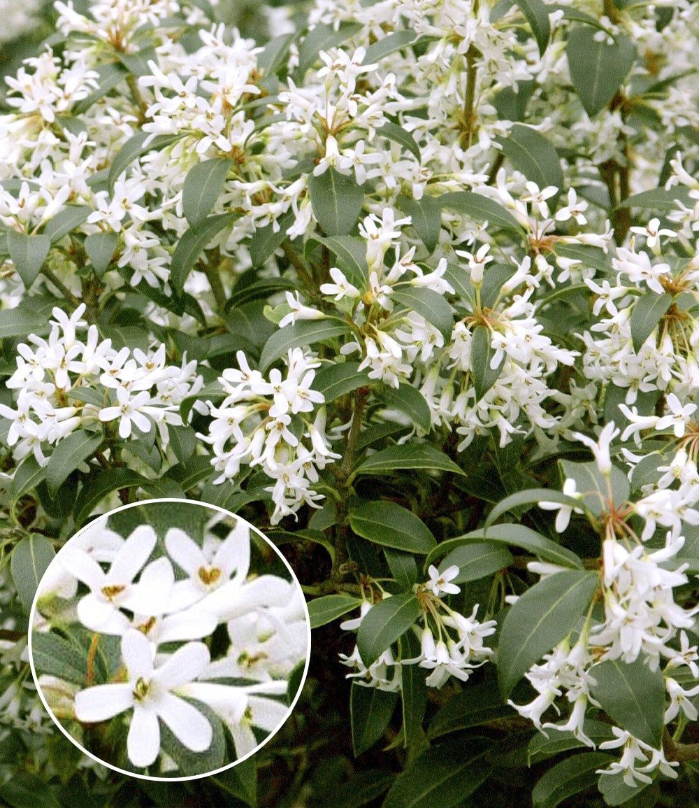 BALDUR Garten Hecken Immergrüne Duftblüten-Hecke 'Osmanthus', 1 St., Frühlingsduftblüte, immergrün,winterhart,duftend