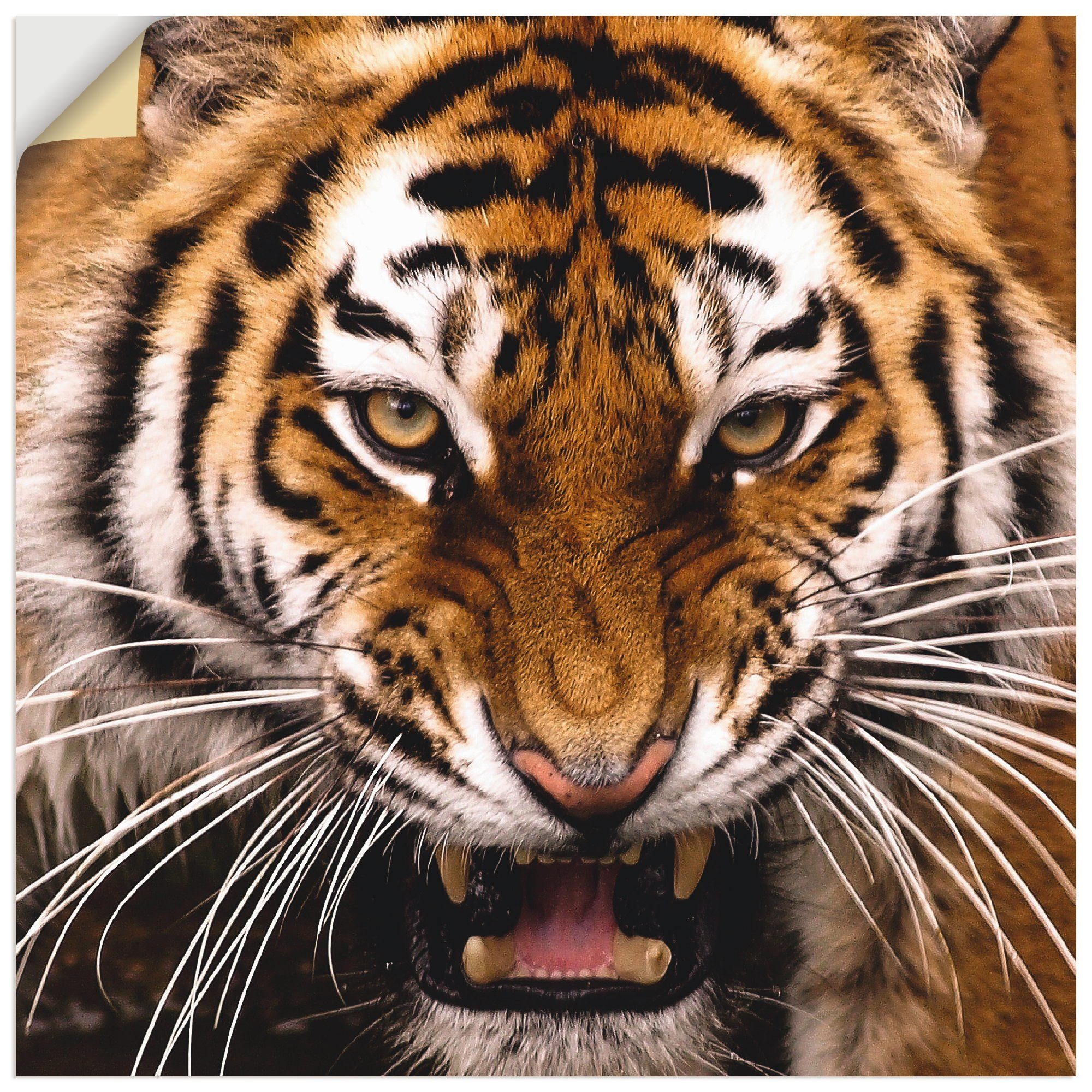 Alubild, Poster oder Artland St), (1 als in Größen Leinwandbild, Wandbild Kopf, Tiger versch. Wildtiere Wandaufkleber