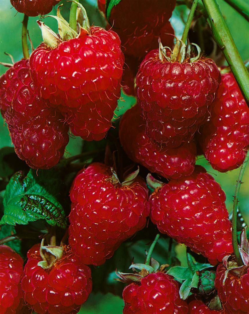 Pflanzen für Dich Obstpflanze Rubus idaeus ZEFA 3 Herbsternte, 1 St., Himbeere, Herbsthimbeere, herbsternte, dornenarm