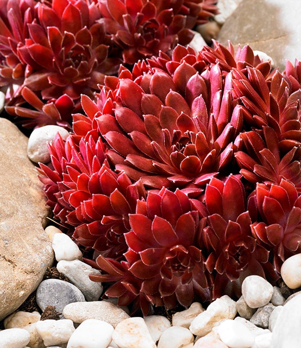 BALDUR Garten Bodendecker Sempervivum 'Arctic White® & Coral Red®', 2 St., Trockenresistent, genügsam,winterhart, mehrjährig – Bild 3 von 4