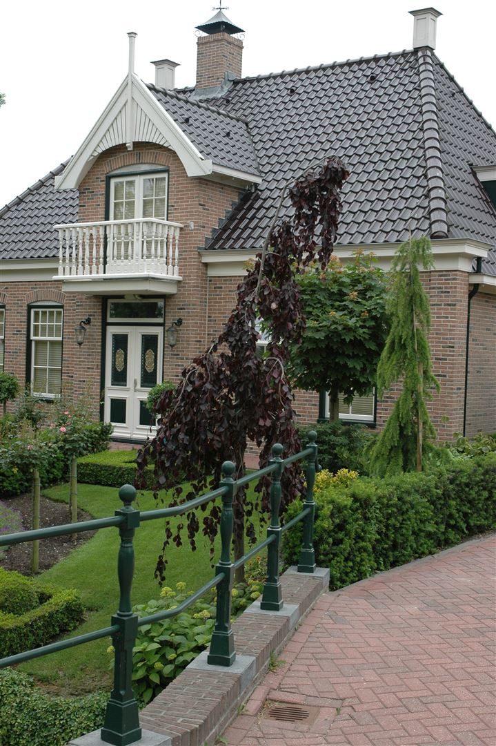 Pflanzen für Dich Hecken Fagus sylvatica Purple Fountain, 1 St., Rotbuche, Blutbuche, dunkelrot, hängender Wuchs