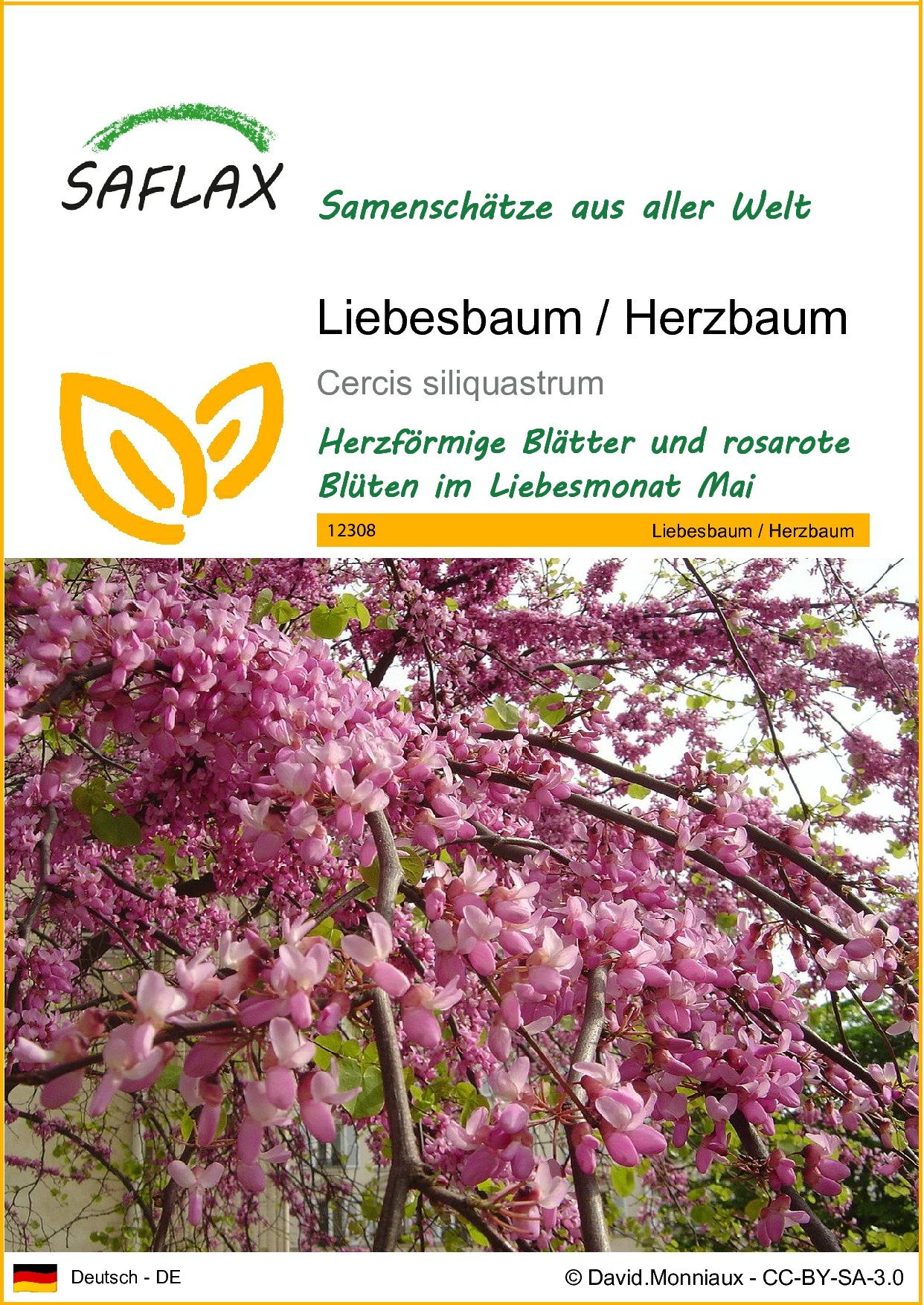 SAFLAX Blumensamen SAFLAX - Liebesbaum - günstig online kaufen