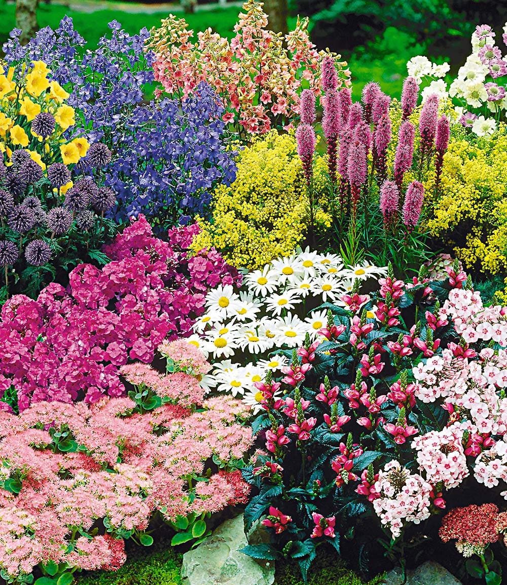 BALDUR Garten Beetpflanze 15er Staudenbeet 'Gartenfreude' für 5-6m², 15 St., Edelrittersporn,winterhart, mehrjährig, pflegeleicht
