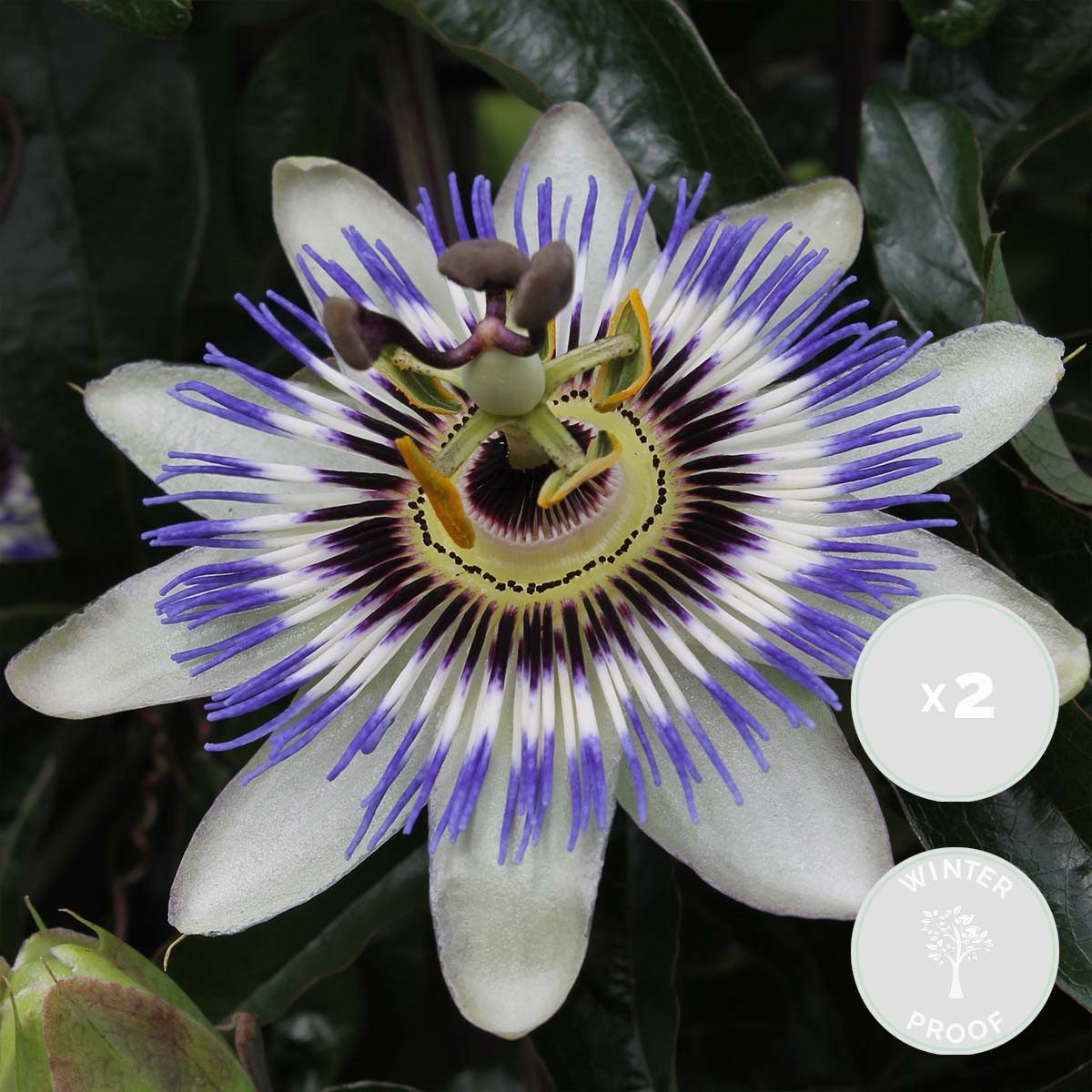 Bloomique Kletterpflanze 2er-Set Passiflora Caerulea, Passionsblume, 50-70 cm, Topf 15 cm, 2 St.