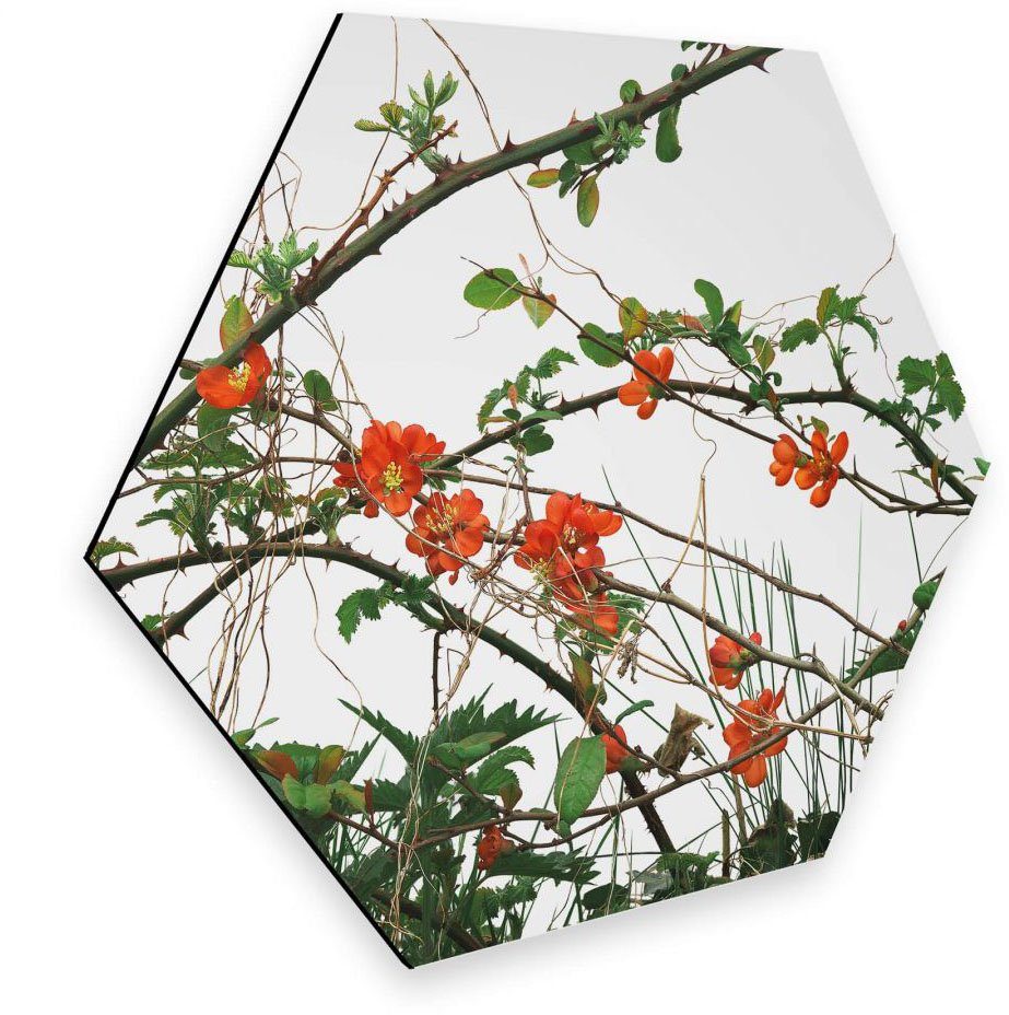 Wall-Art Metallbild Quittenblüte Blumen Wandbild, (1 St)