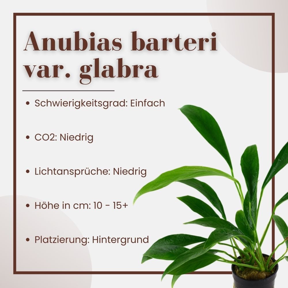 Aquaone Wasserpflanze Aquarium Pflanze Anubias barteri angustifolia Nr.301C günstig online kaufen