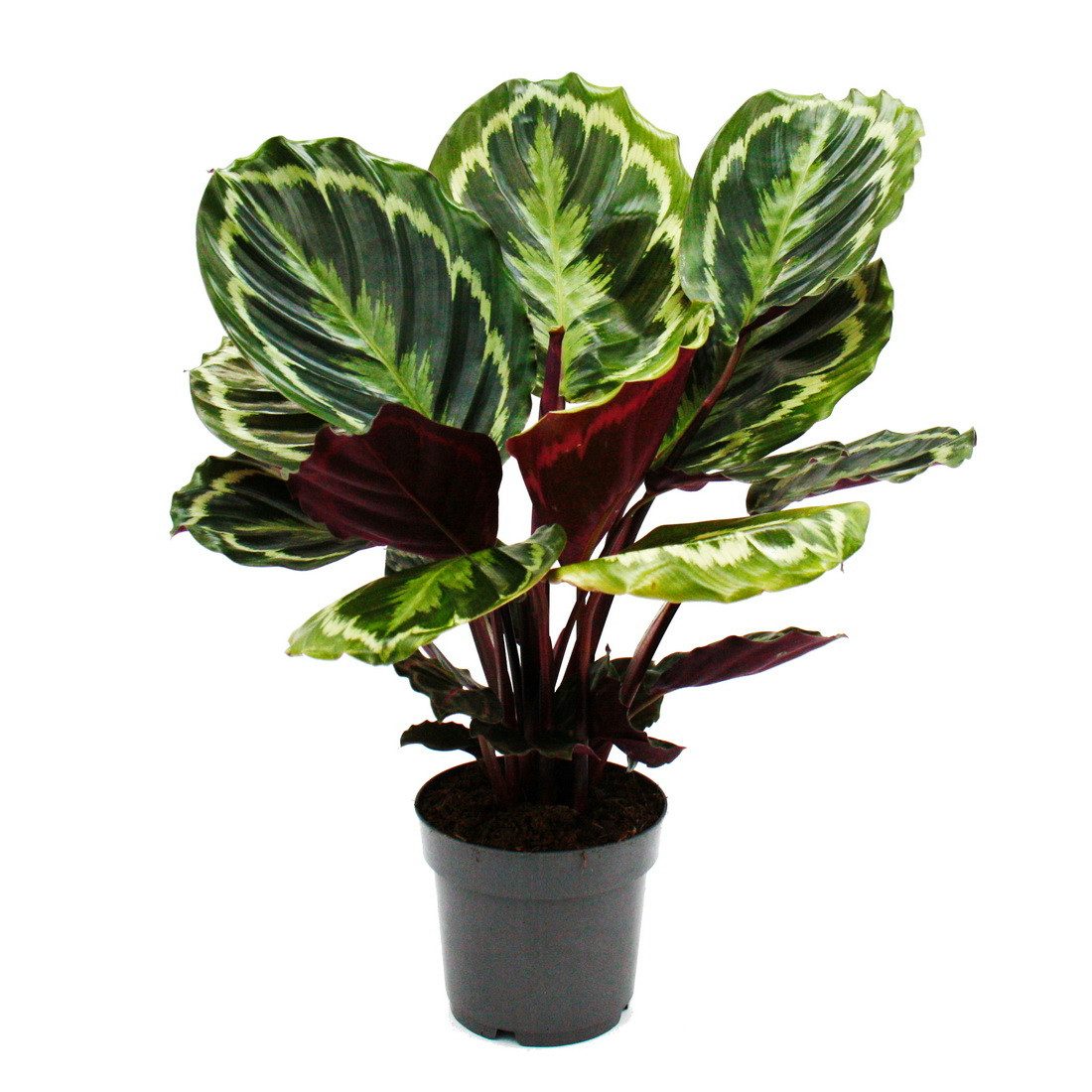 Exotenherz Zimmerpflanze Schattenpflanze mit ausgef. Blattmuster Calathea Medaillon 14cm Topf