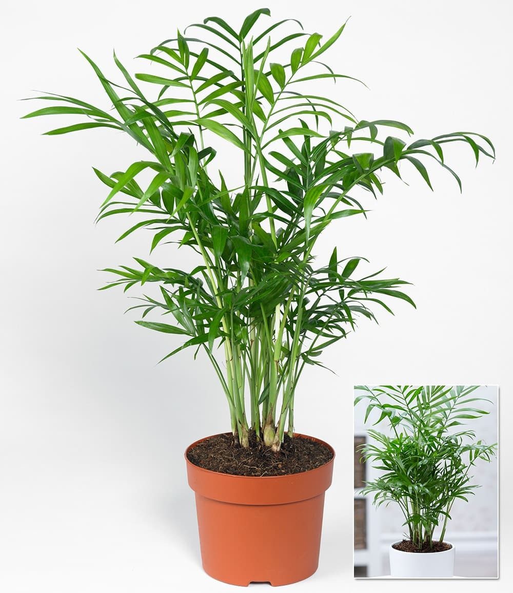BALDUR Garten Zimmerpflanze Chamaedorea Palme, 1 St., Zimmerpflanze, pflegeleicht