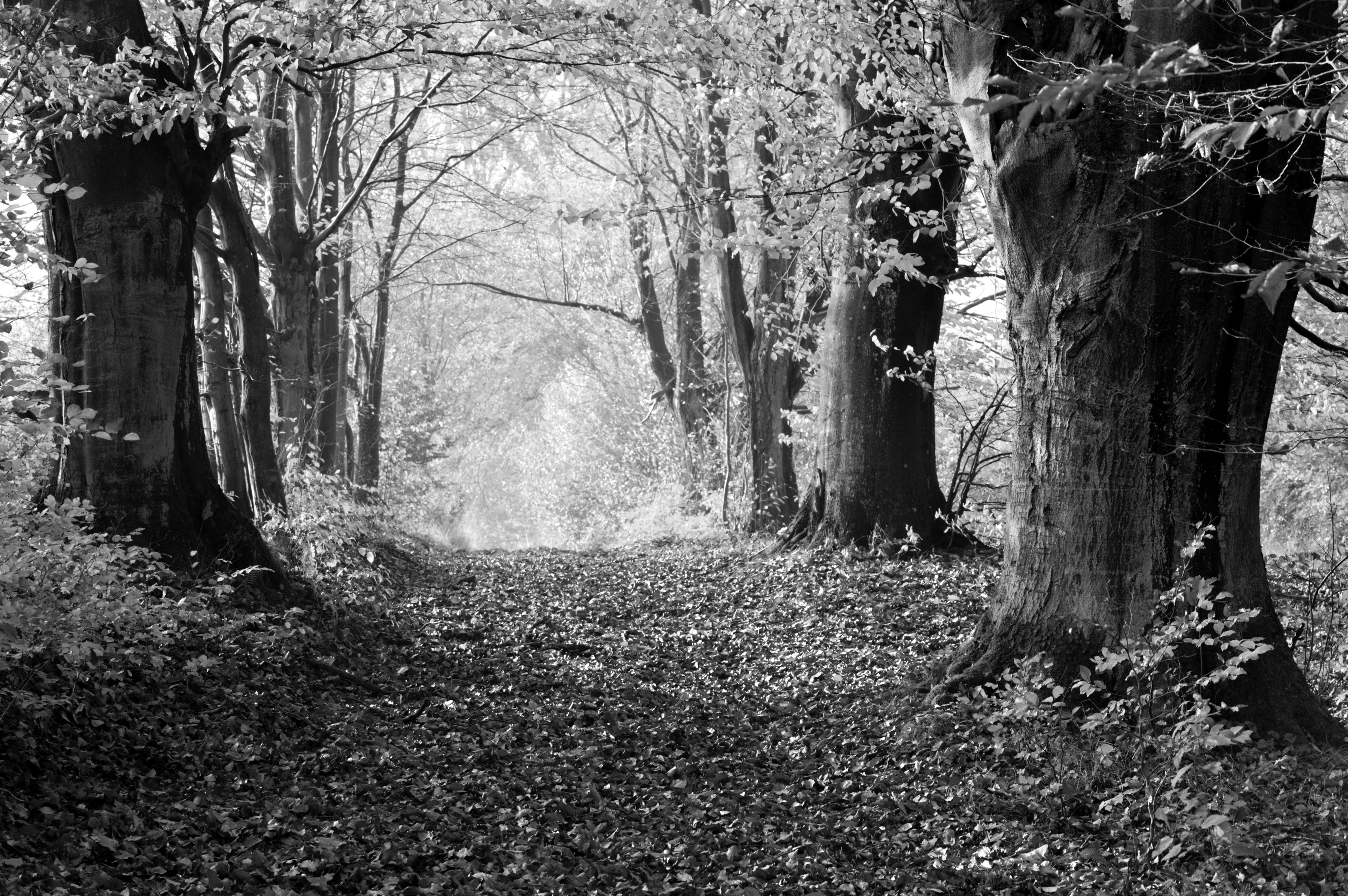 Wald Fototapete Schwarz & Weiß Papermoon