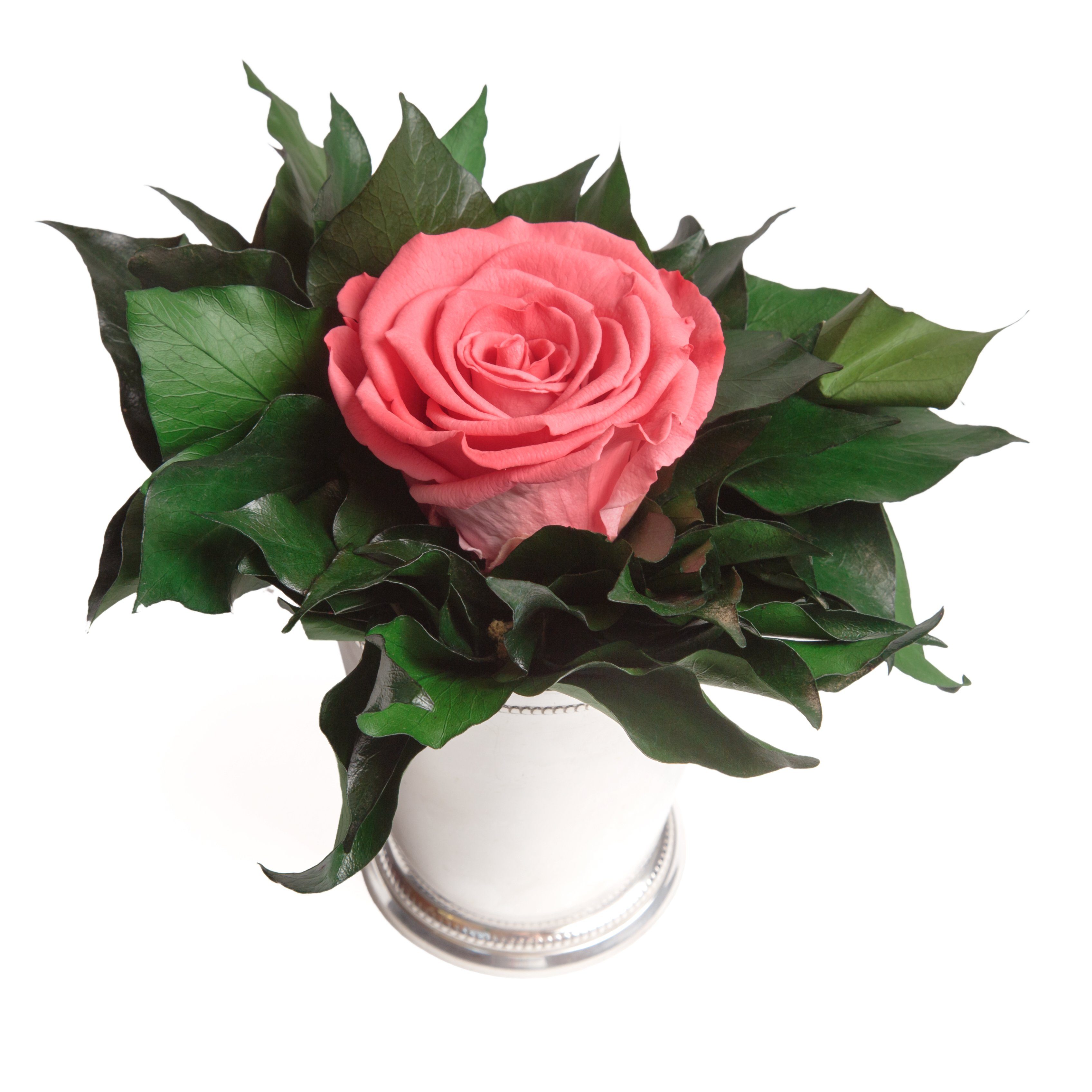12 Künstliche Frauen Geschenkidee Heidelberg, Rose Infinity 1 Höhe Echte cm, Blume Zimmerpflanze für lange haltbar silberfarben Rose, ROSEMARIE SCHULZ Korall Becher