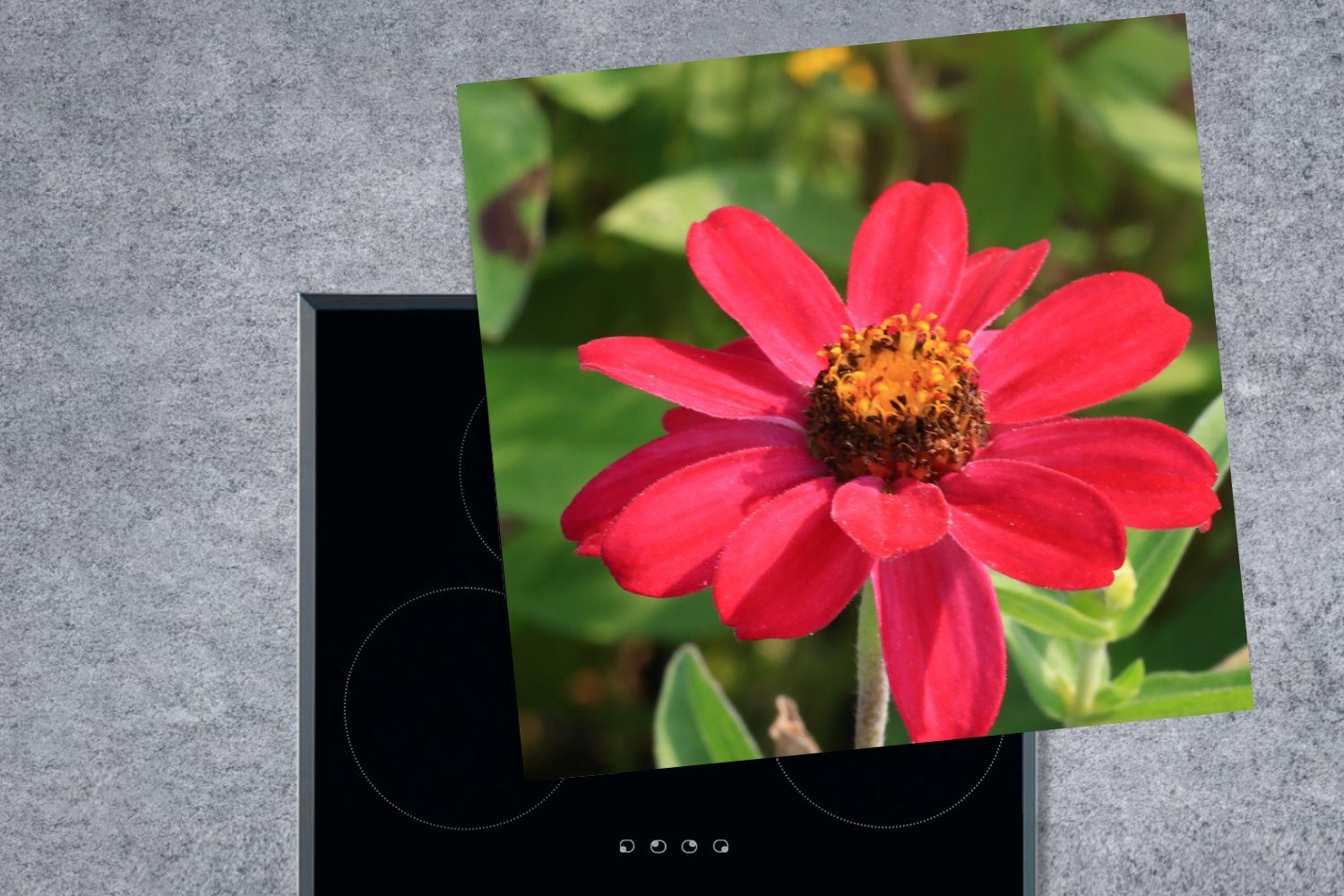 MuchoWow 78x78 cm, tlg), (1 Zinnienblüte in Rote Vinyl, für Blüte, Herdblende-/Abdeckplatte Ceranfeldabdeckung, Arbeitsplatte küche
