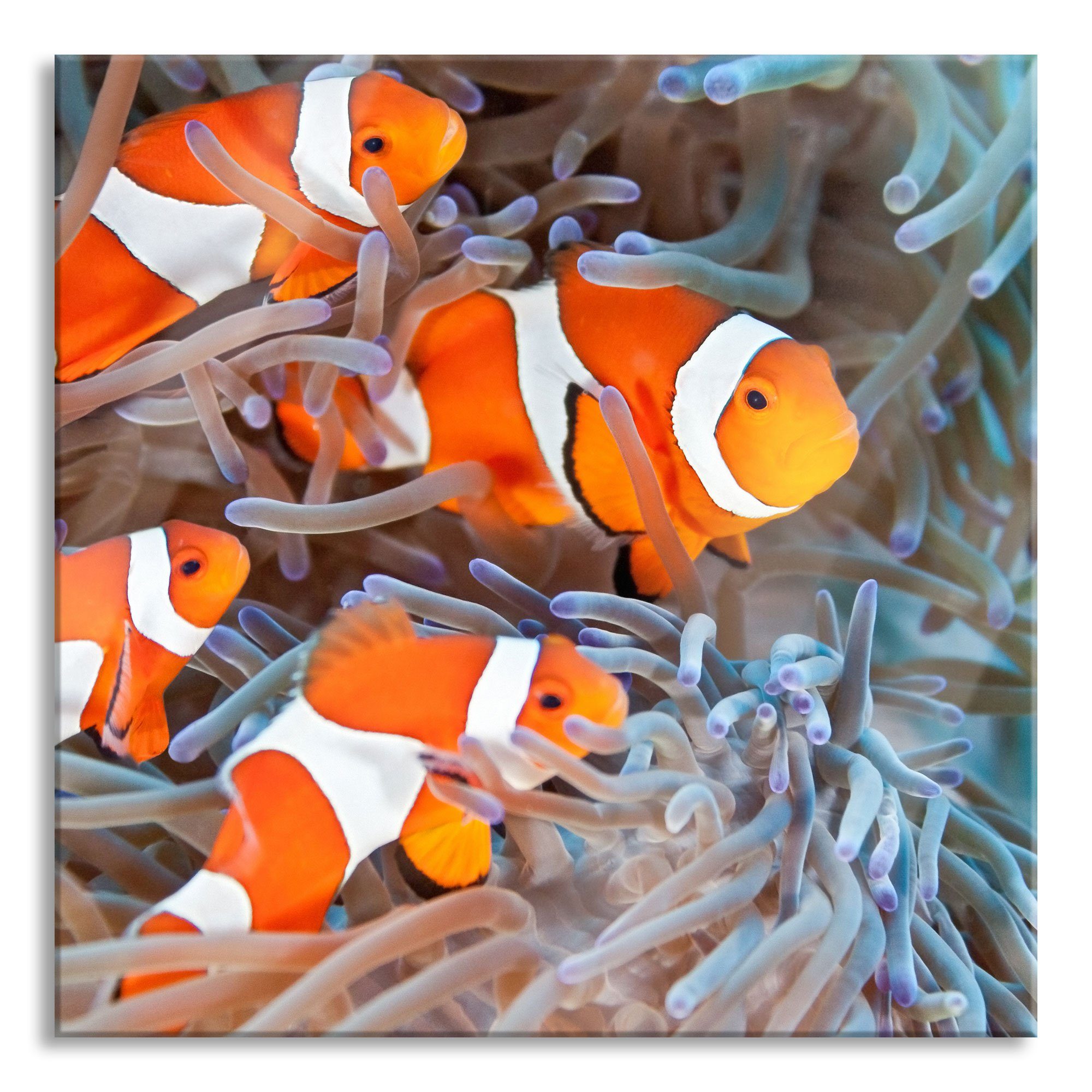 Pixxprint Glasbild Clownsfische in Anemone, Clownsfische in Anemone (1 St), Glasbild aus Echtglas, inkl. Aufhängungen und Abstandshalter