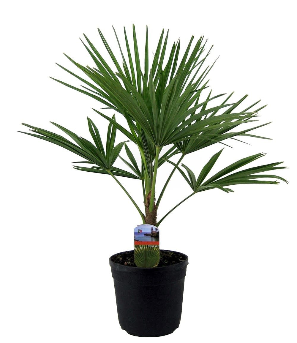 BALDUR Garten Zierstrauch Winterharte Kübel-Palme im 19 cm Topf, 1 St., Hanfpalme, immergrün,winterhart, pflegeleicht – Bild 2 von 2