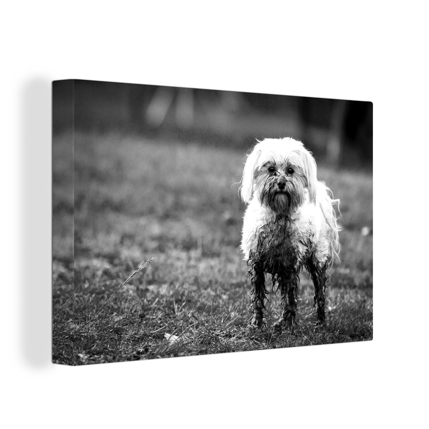 OneMillionCanvasses® Leinwandbild Ein kleiner Malteserhund, halb Leinwandbilder, Schlamm 30x20 bedeckt Wandbild - Aufhängefertig, (1 Wanddeko, weiß, mit cm und schwarz St)