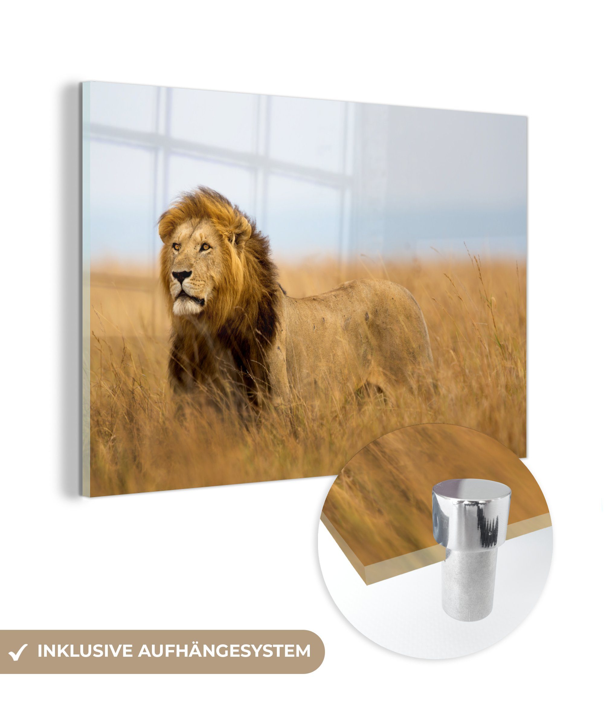 MuchoWow Acrylglasbild Löwen - Gras - Afrika, (1 St), Glasbilder - Bilder auf Glas Wandbild - Foto auf Glas - Wanddekoration