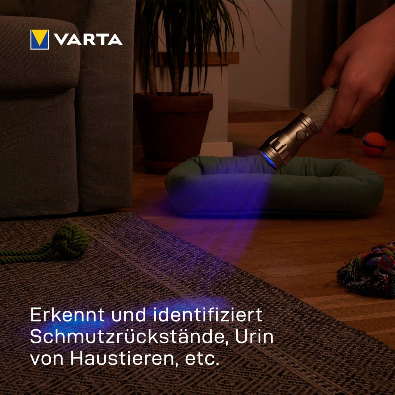 VARTA Taschenlampe UV Licht (Set), macht sichtbar Schwarzlicht Hygienehilfe mit Leuchte Unsichtbares