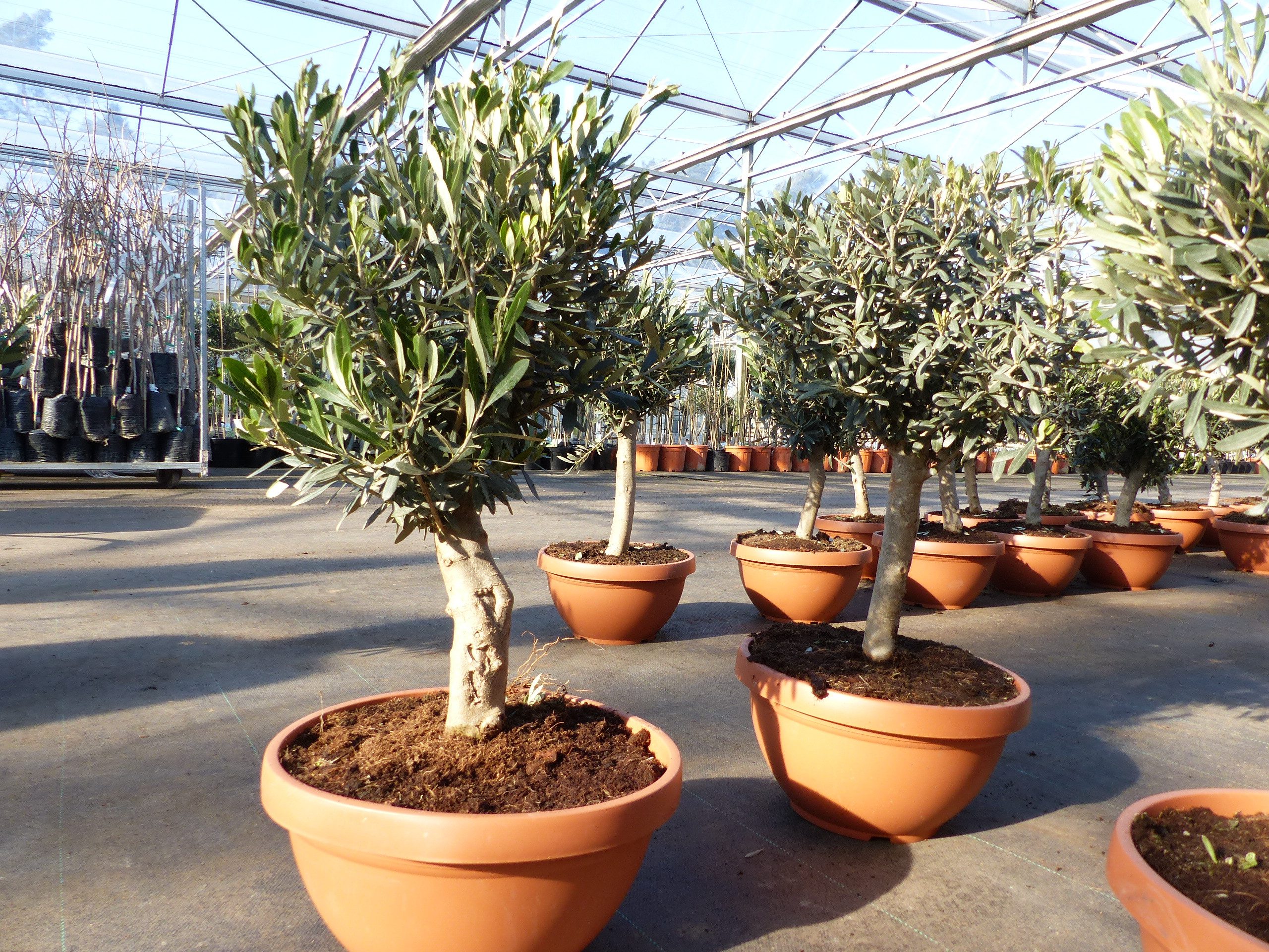 gruenwaren jakubik Olivenbaum