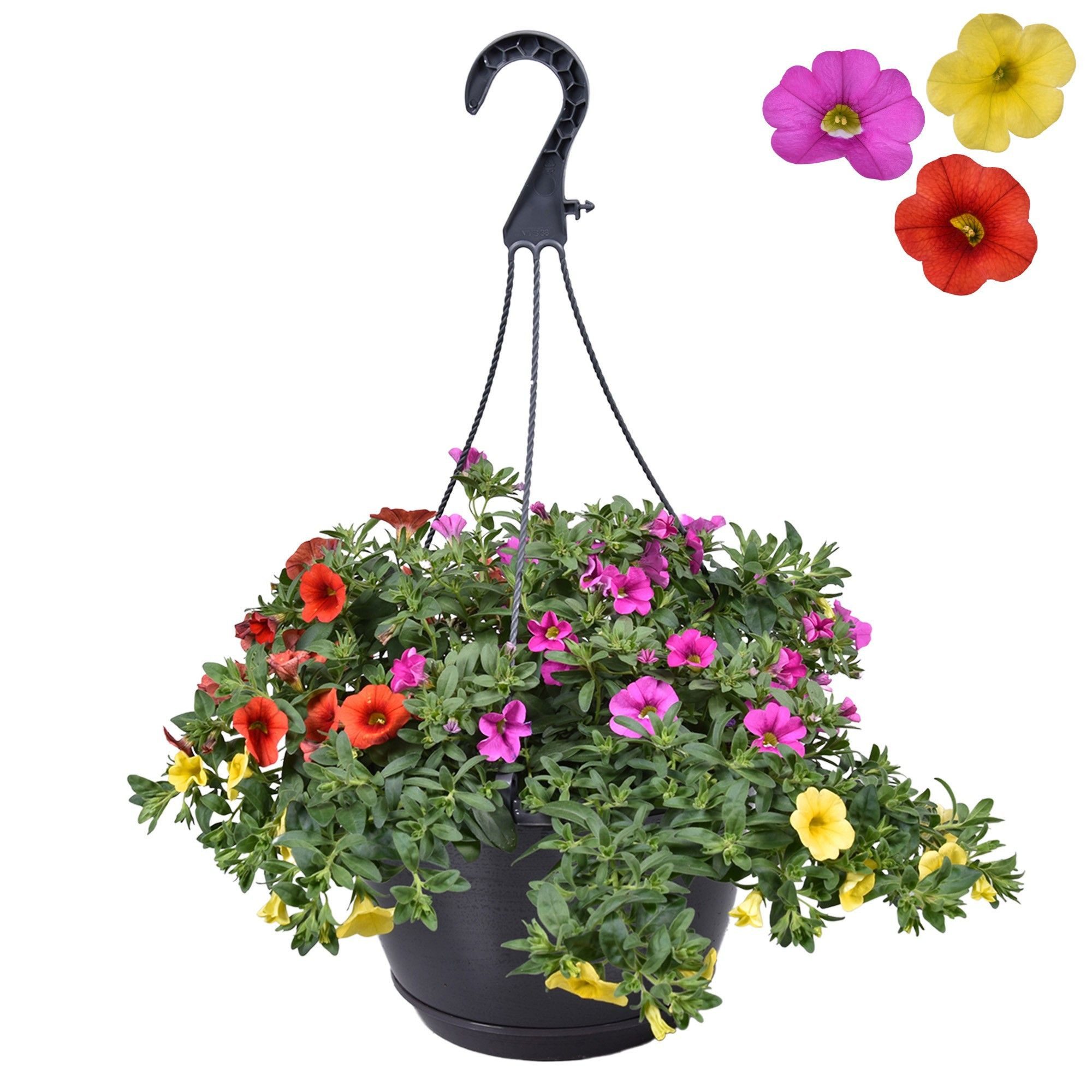 Exotenherz Balkonpflanze Calibrachoa "Karneval" 3 Farben in einem Topf lila gelb orange