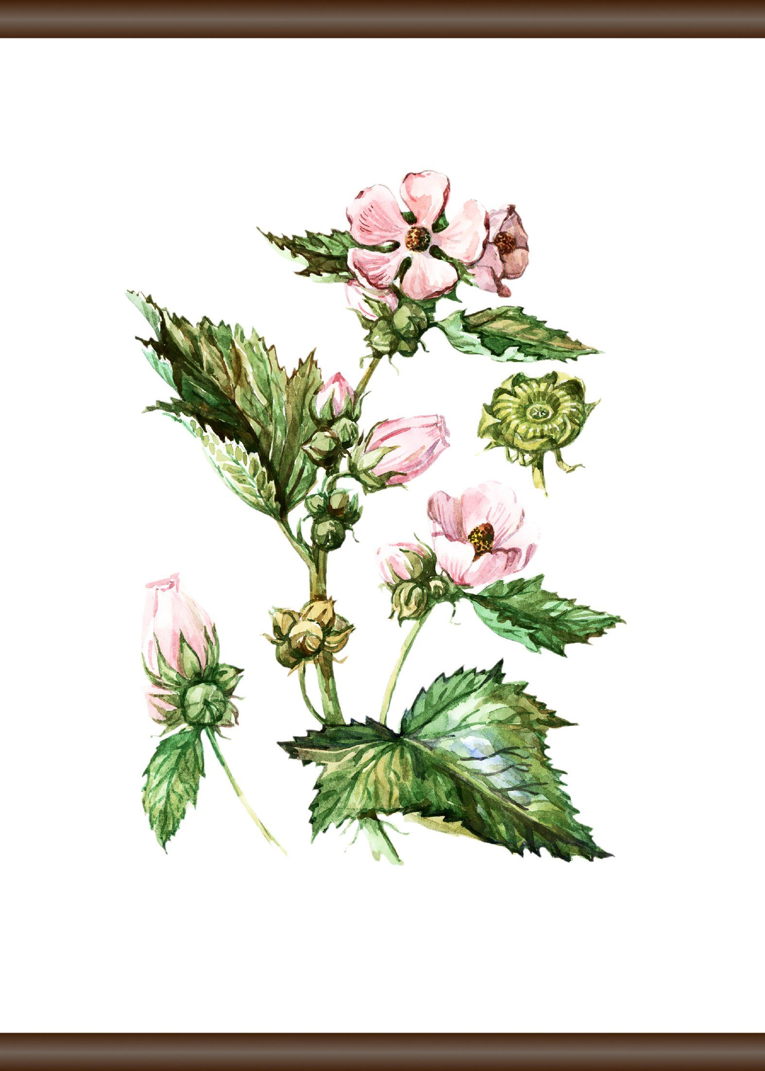 queence Leinwandbild Pflanzen Anatomie, 50x70 cm | Leinwandbilder