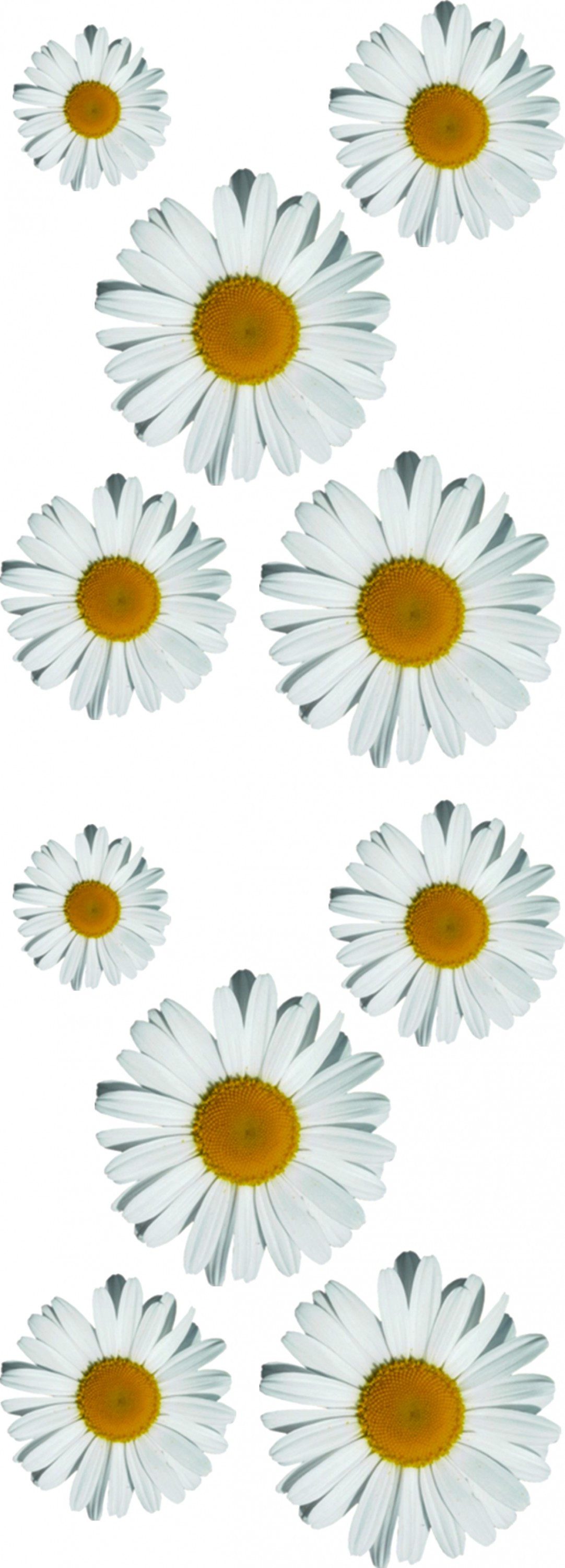 Hermann Schütz Aufkleber Aufkleber Margeritenblüten-Set 550 x 200 mm