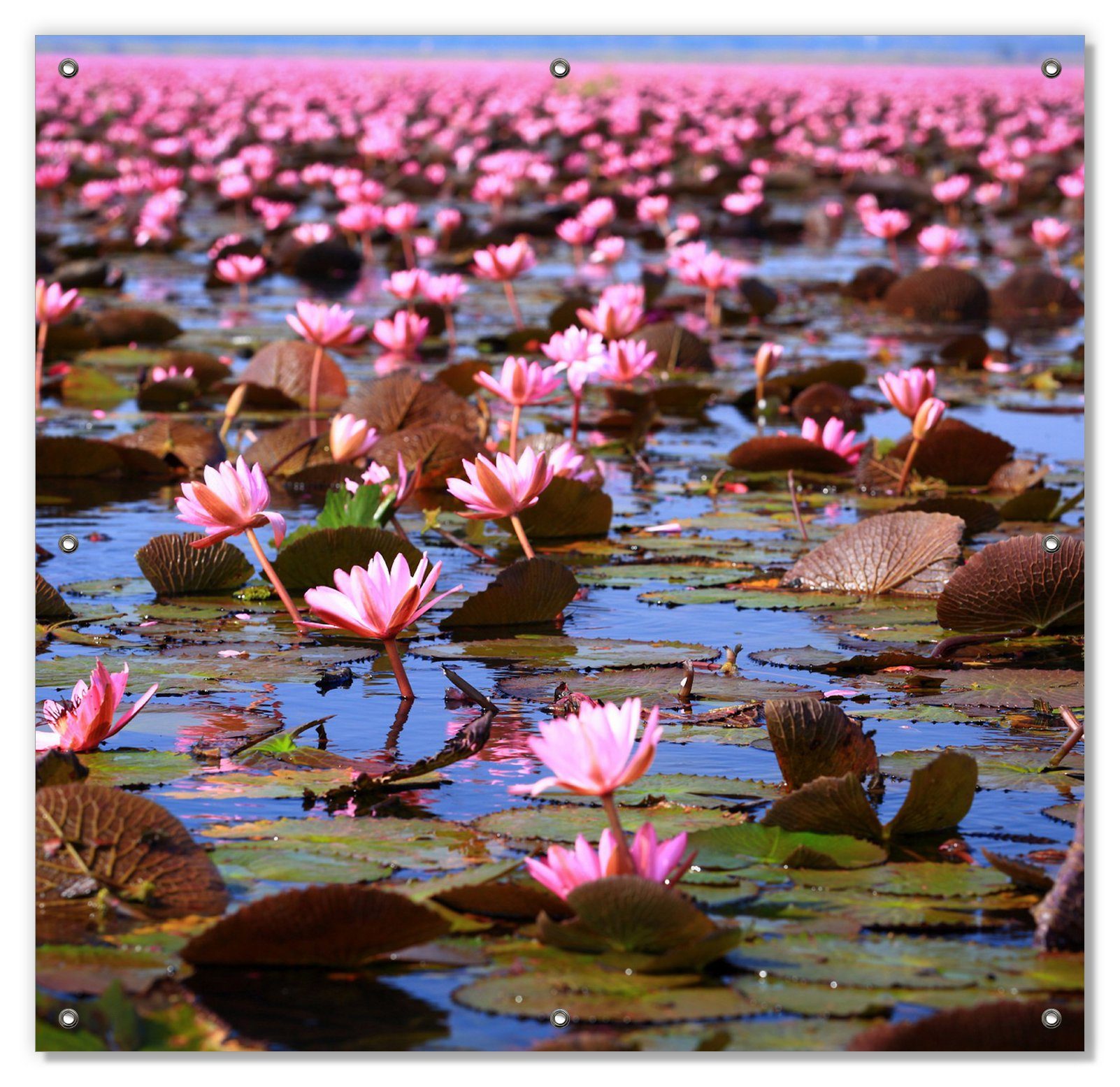 Sonnenschutz Seerosenlandschaft mit rosa Blüten, Wallario, blickdicht, mit Saugnäpfen, wiederablösbar und wiederverwendbar | Fensterfolien