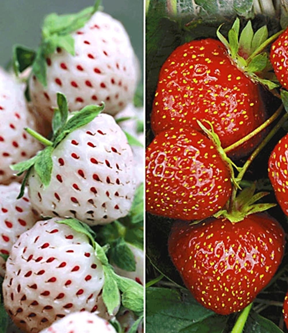 BALDUR Garten Obstpflanze Erdbeer-Raritäten-Kollektion 'Sengana® Selektion & Natural White', 9 St., Selbstbefruchtend,winterhart, mehrjährig, pflegeleicht, robust