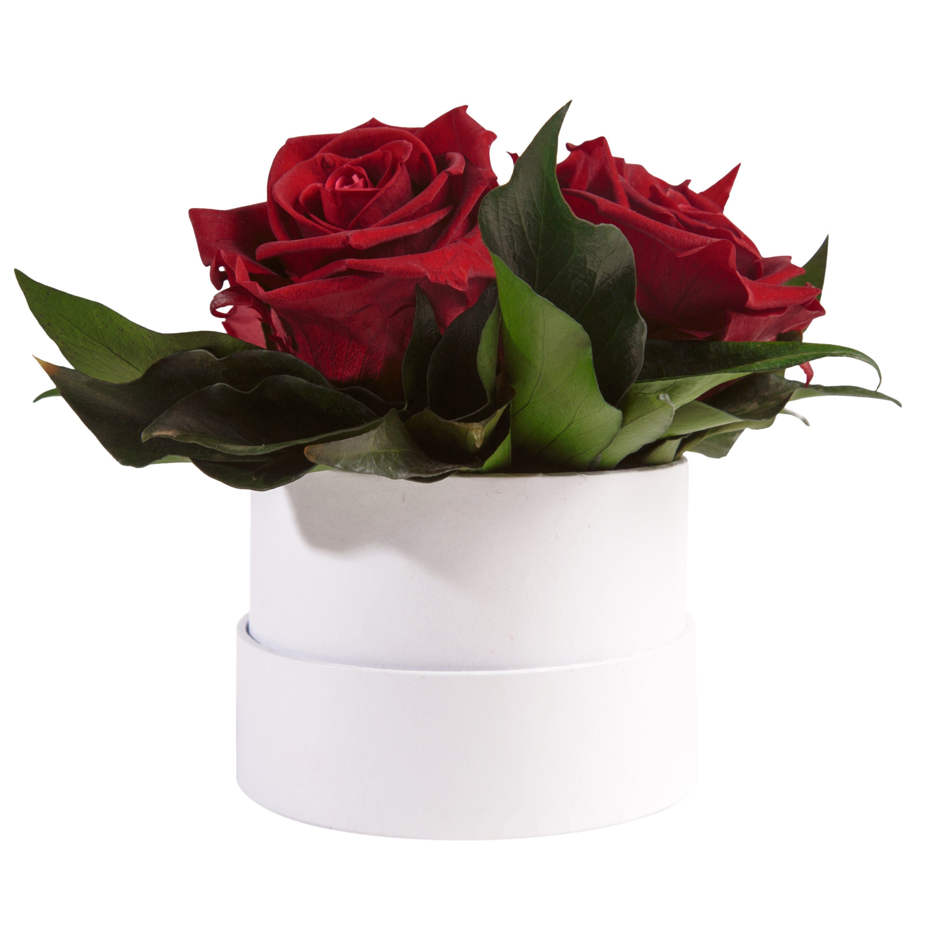 Kunstblume Infinity Rosenbox weiß rund 3 günstig online kaufen