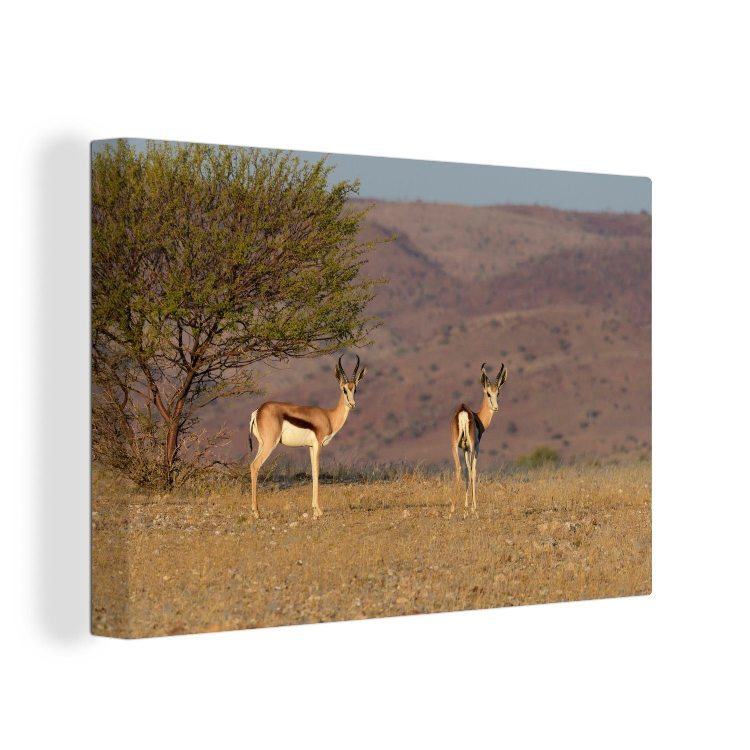 OneMillionCanvasses® Leinwandbild Gazelle - Baum - Tiere, (1 St), Wandbild Leinwandbilder, Aufhängefertig, Wanddeko, 30x20 cm