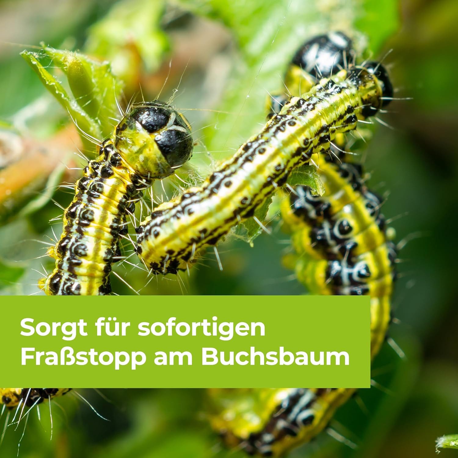 Protect Garden Insektenspray Protect Garden DeltaX Schädlingsfrei AF 1 Liter – Bild 4 von 5