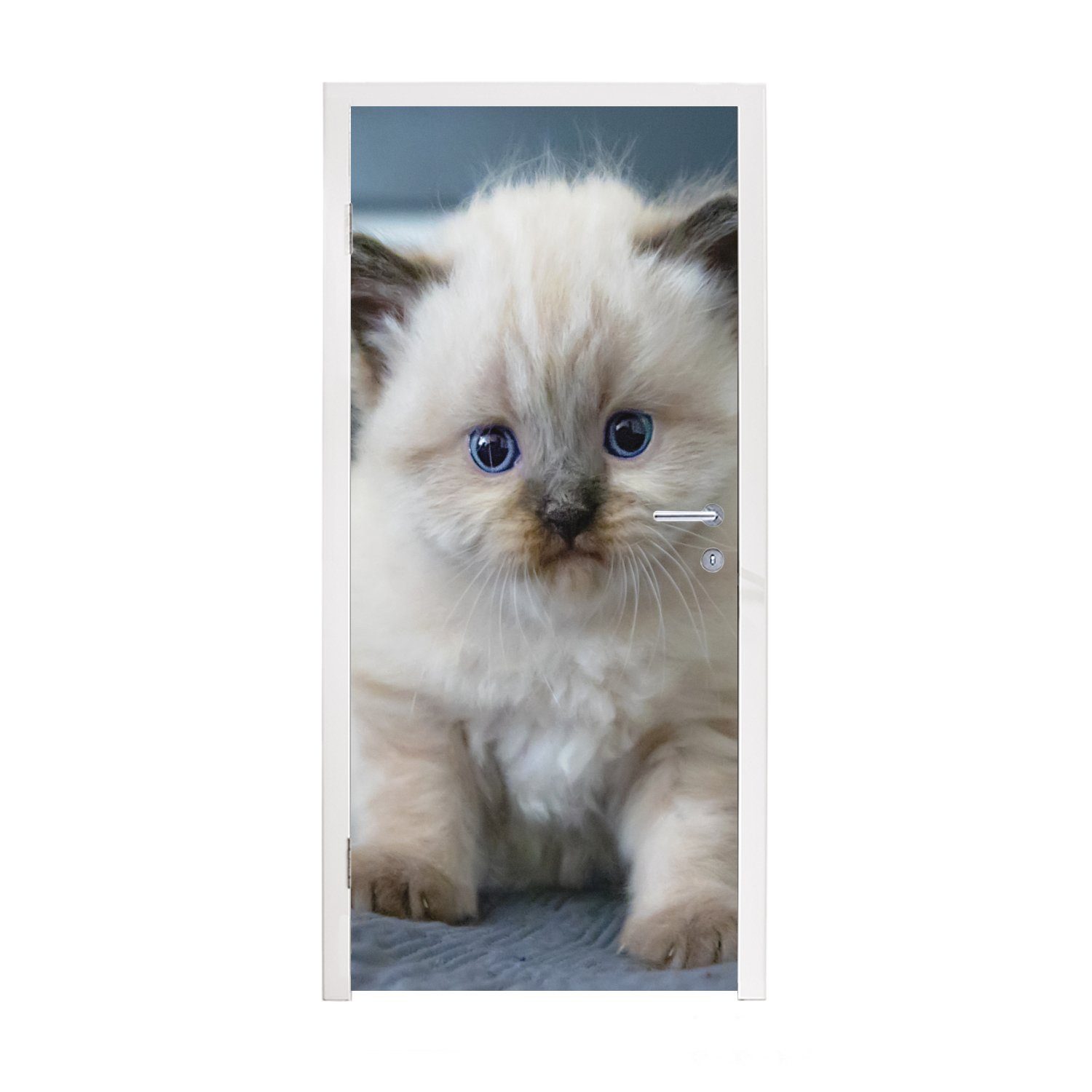 MuchoWow Türtapete Kätzchen - Katze - Tier, Matt, bedruckt, (1 St), Fototapete für Tür, Türaufkleber, 75x205 cm