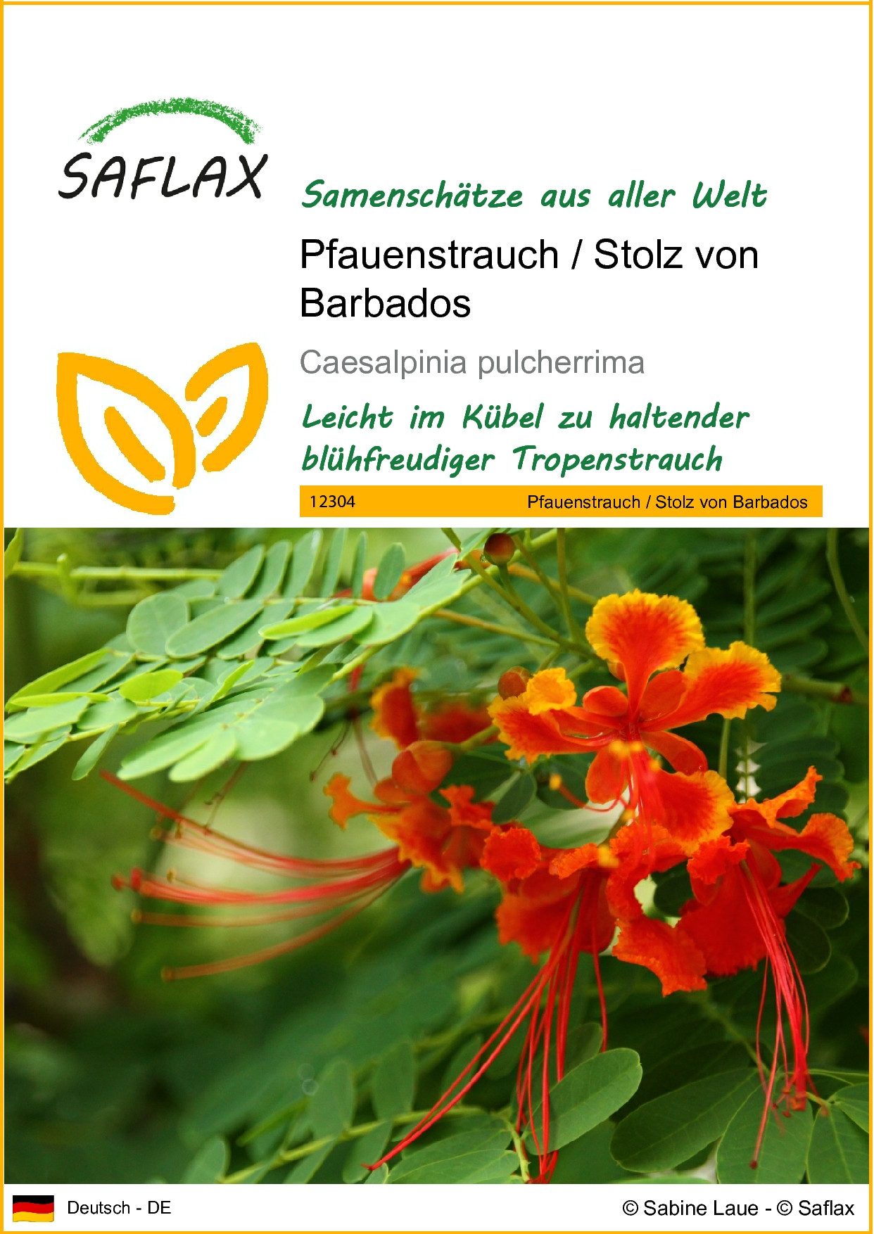 Blumensamen Pfauenstrauch - Caesalpinia - 10 Samen