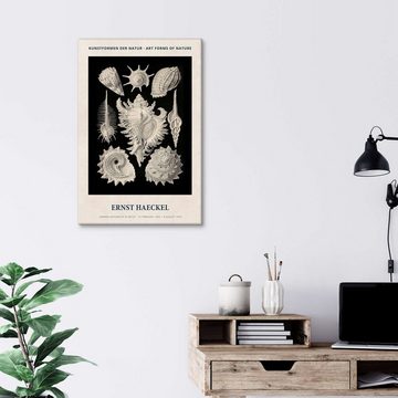 Posterlounge Leinwandbild Ernst Haeckel, Kunstformen der Natur II, Wohnzimmer Vintage Malerei