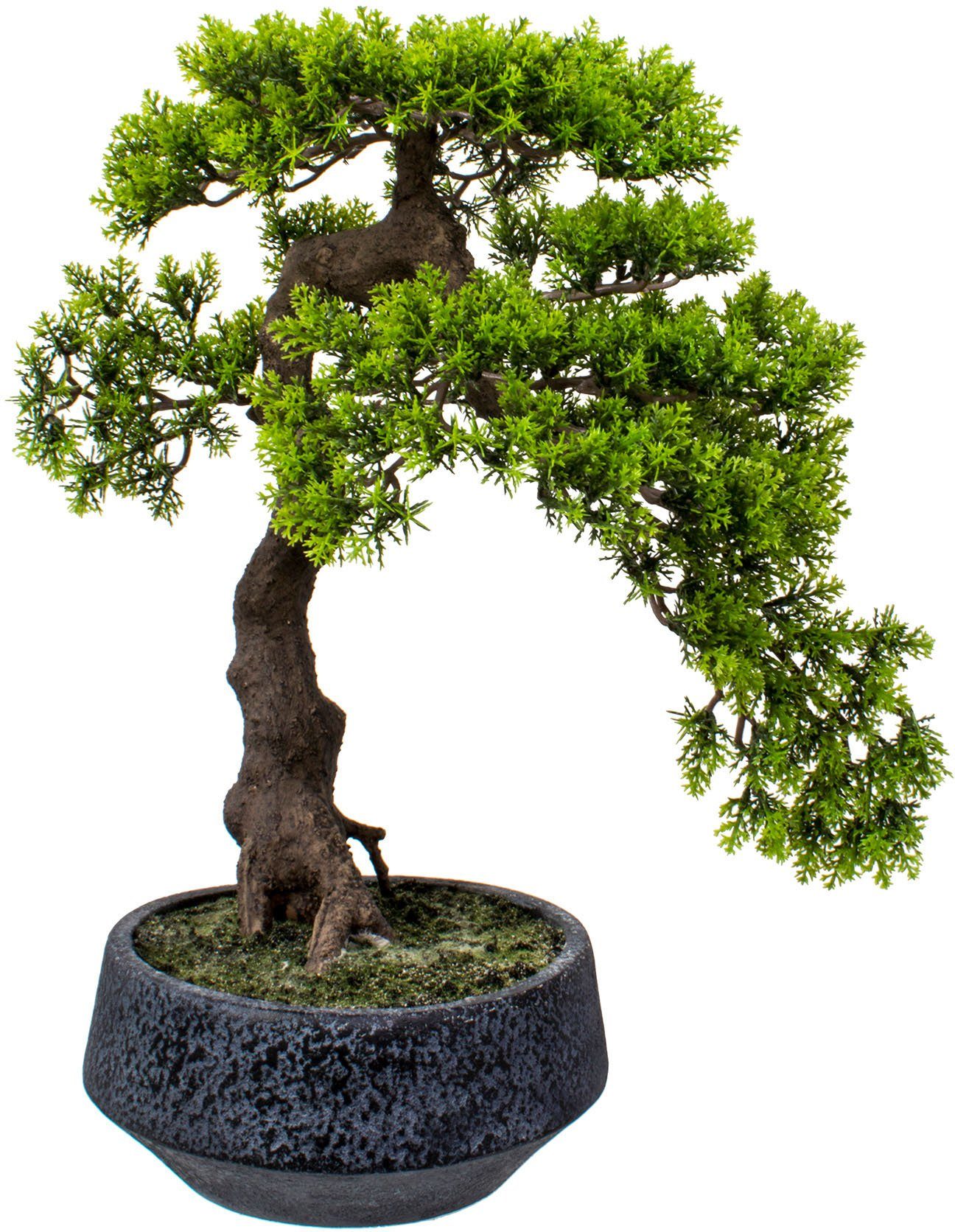 Kunstbonsai Louvenne Bonsai Zeder Han-Kengai, Home affaire, Höhe 52 cm,  Kunstpflanze, im Topf