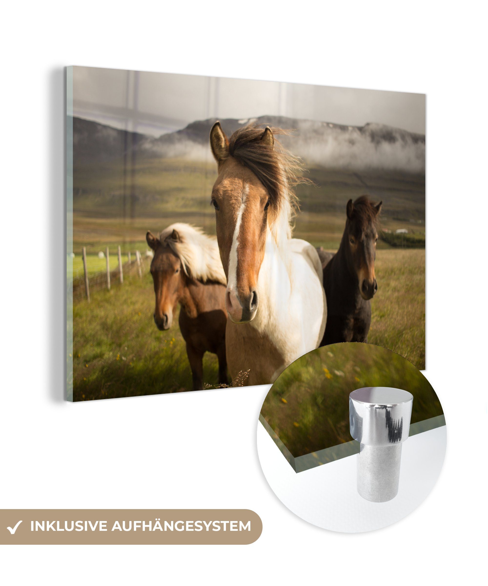 MuchoWow Acrylglasbild Pferde - Tiere - Gras, (1 St), Acrylglasbilder Wohnzimmer & Schlafzimmer