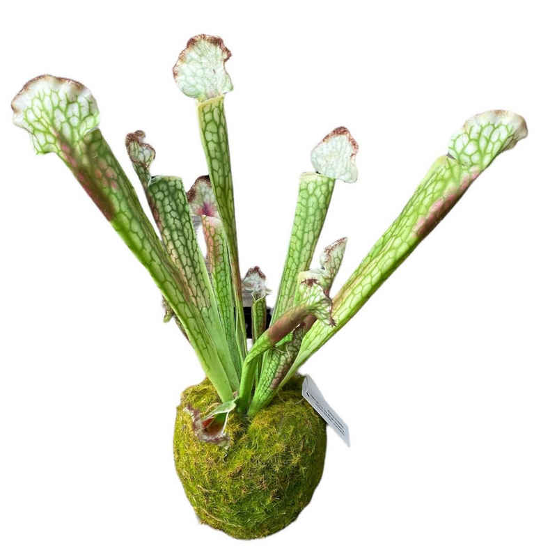 Kunstpflanze »Künstliche Sarracenia 31cm Deko Pflanzen Home Floristik Botanik Grünpflanzen Grünpflanze Sukkulente Kaktus«, Gasper