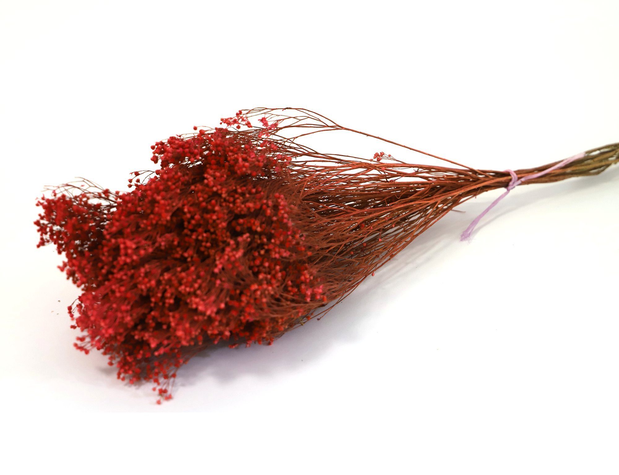 Getrocknet Rot, Trockenblume - Strauß Ginsterblüte Kunstharz.Art