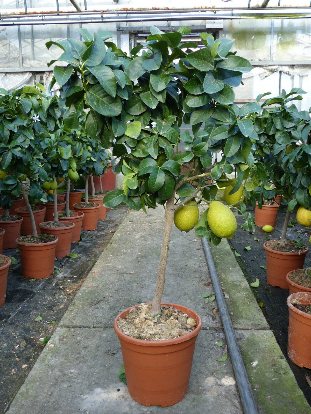 gruenwaren jakubik Zitronenbaum echter Zitronenbaum 70 - 100 cm Zitrone Citrus Limon – Bild 5 von 5