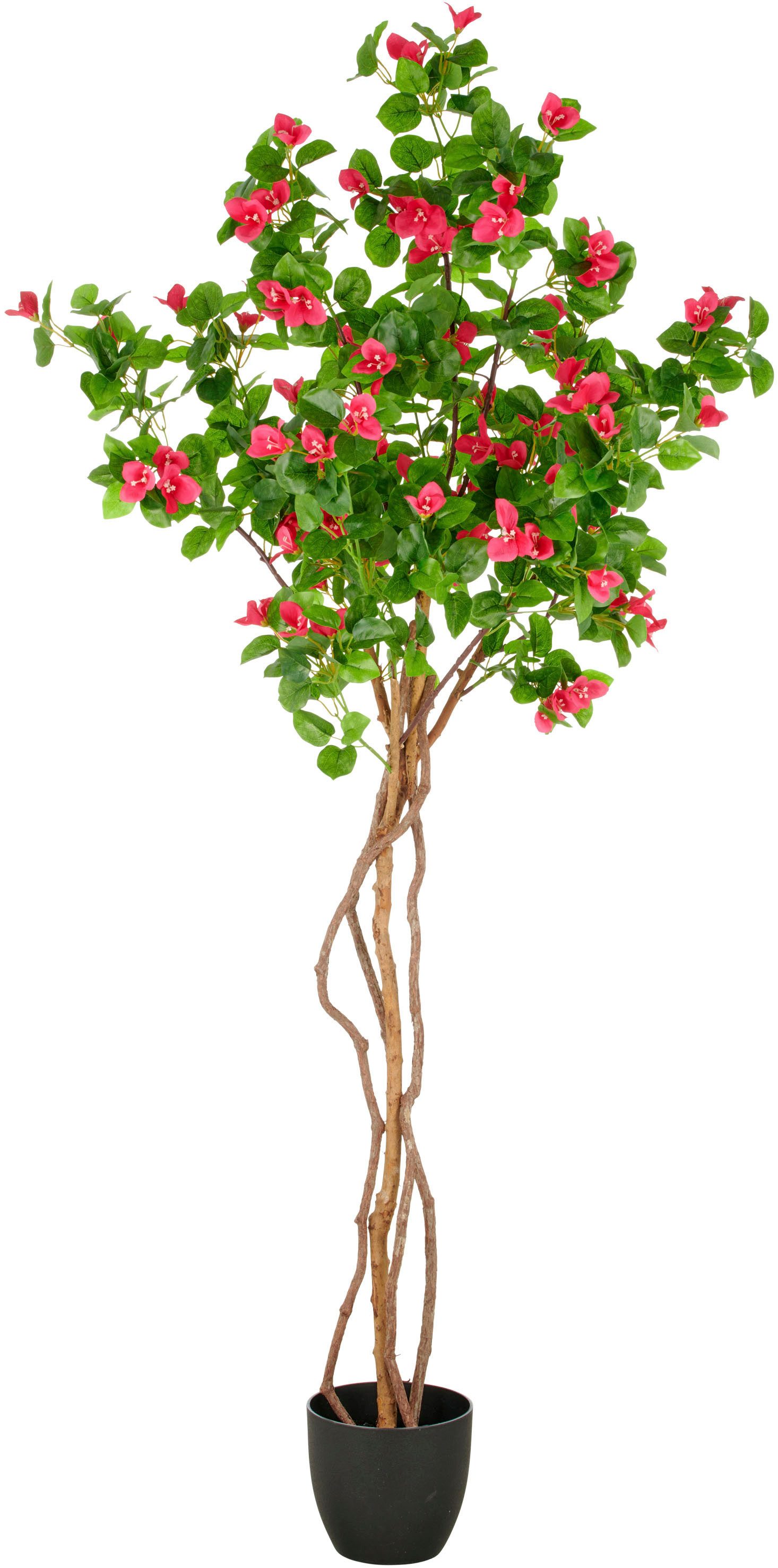 Kunstbaum Bougainvillea, Creativ green, Höhe 175 cm, mit schön geformtem Stamm