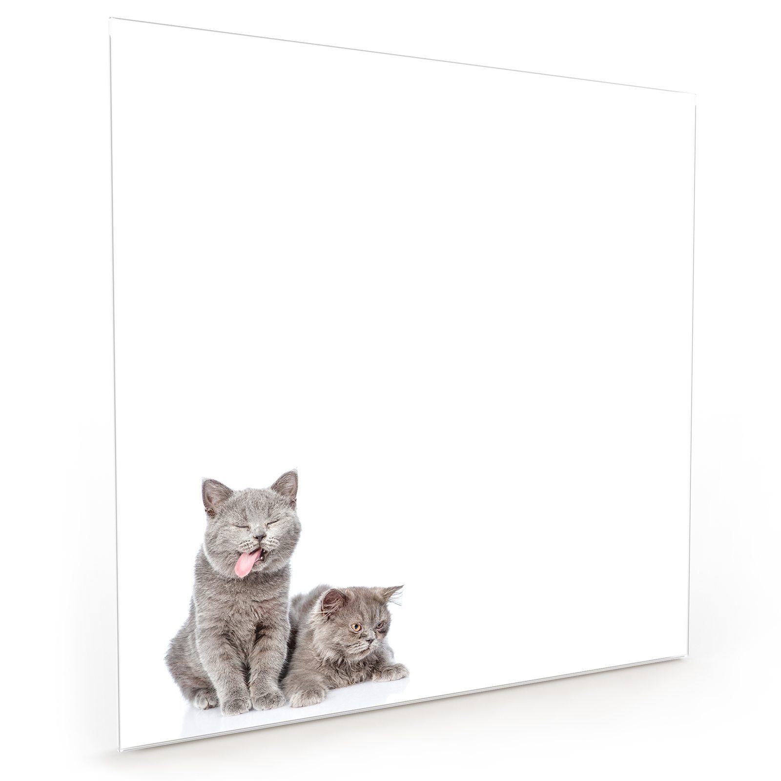 Spritzschutz Katze Motiv Glas Primedeco Grimasse Küchenrückwand macht Küchenrückwand mit