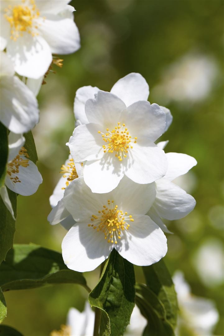 Pflanzen für Dich Gehölze Philadelphus Belle Etoile, 1 St., Duftjasmin, Bauernjasmin