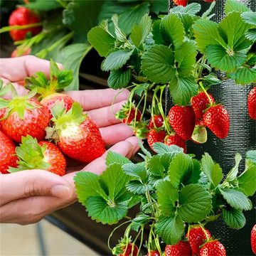 RefinedFlare Pflanzkübel Hängende Erdbeer-Wachstumstasche, 8 Löcher, Gartenbedarf (1 St)