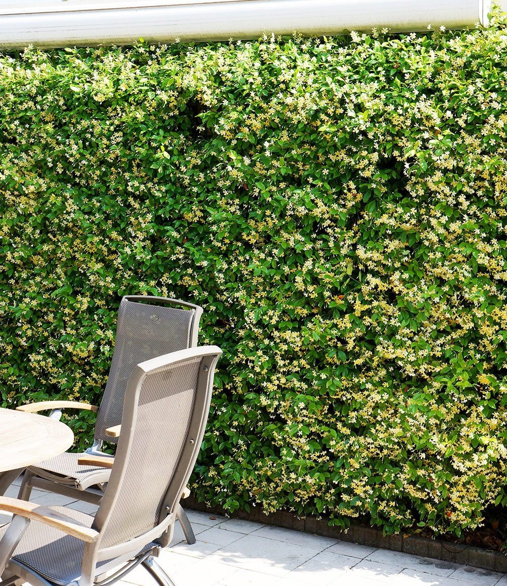 BALDUR Garten Zierstrauch Winterharter Jasmin 'Star of Toscane®', 1 St., Bienenfreundlich, immergrün, winterhart, duftend