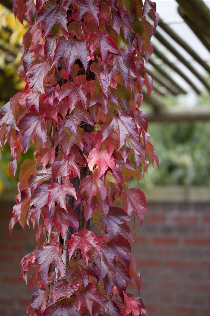 Pflanzen für Dich Kletterpflanze Parthenocissus tric. Veitchii Robusta, 1 St., Wilder Wein, Dreispitzige Jungfernrebe, Mauerwein, selbstkletternd, herbstfärbung rot